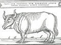 Ilustracja z książki wydanej w 1556, autorstwa Zygmunta Herbersteina – wizerunek tura. Źródło: https://commons.wikimedia.org/wiki/Bos_primigenius#/media/File:Tur_ZHerberstein_pol_XVIw_small.jpg, dostęp: 02.11.2015